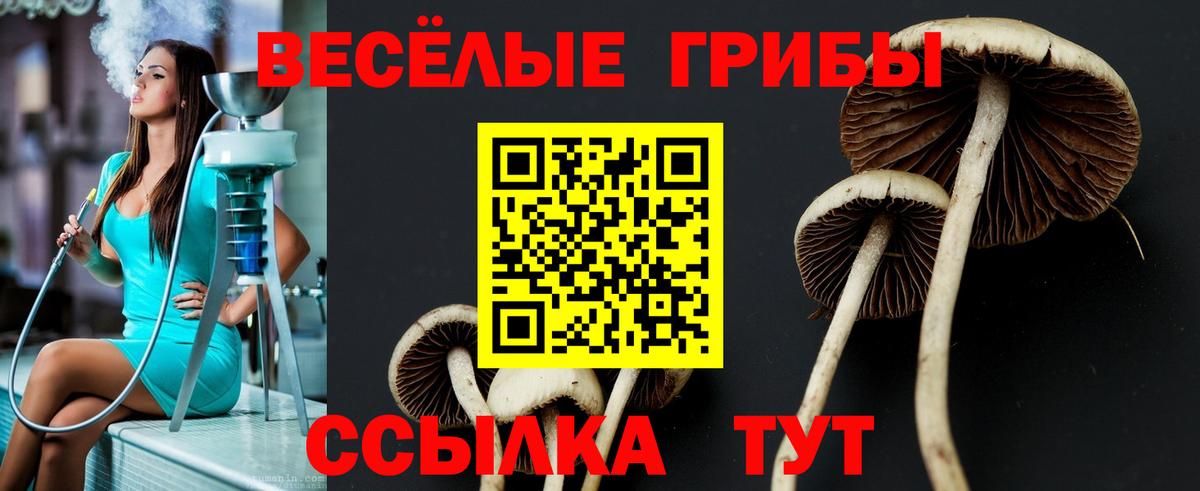 Галлюциногенные грибы Psilocybe Саранск